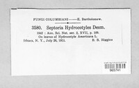 Septoria hydrocotyles image